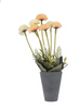 Plant Orange ZA-92