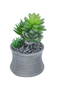 Plant.Stone.Std.SG25-9
