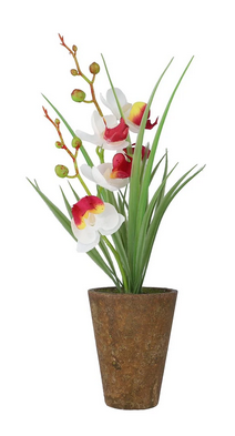 Plant Arrangement ZA-90