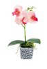 Plant.Mix.Std.SG25-26