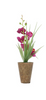 Arrangements Purple ZA-90