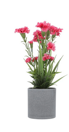 Plants Purple ZA-91