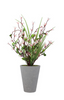Plant White ZA-83