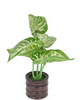 Plant.Brown.Std.SG25-18