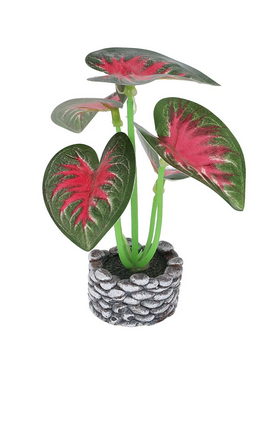 Small Decorative Plant
