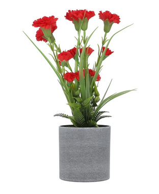 Plant Red ZA-91
