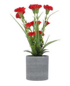 Plant Red ZA-91