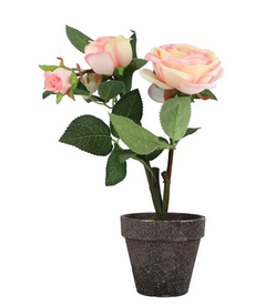Plant Pink ZA-93