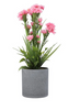 Plant Pink ZA-91